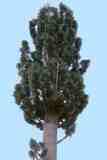 faux arbre dissimulant des antennes relais
